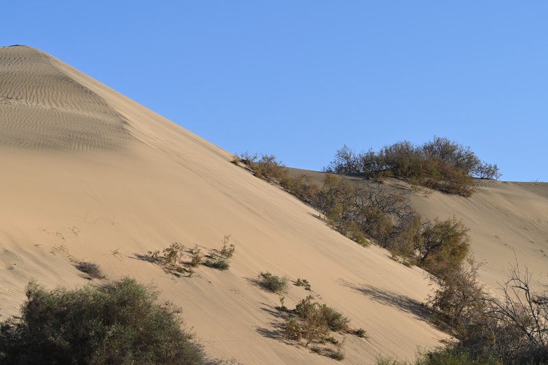 Canary Island Tamarisk photo 8