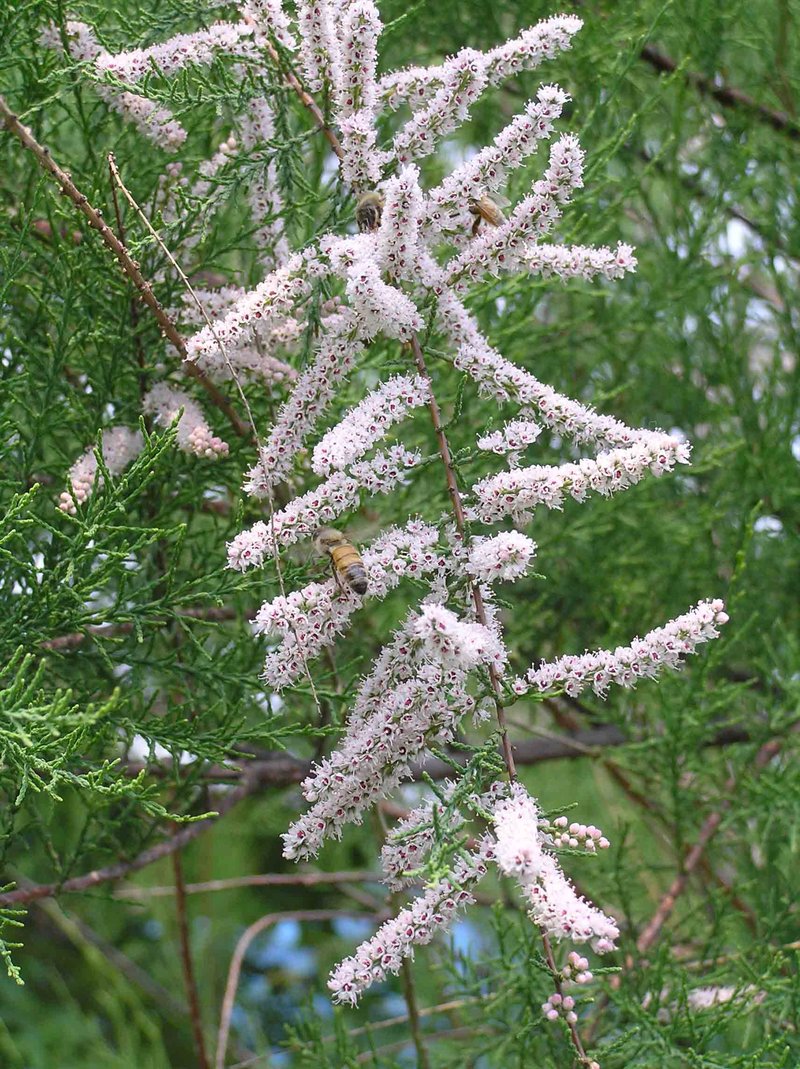 Five-Stamen Tamarisk photo 6