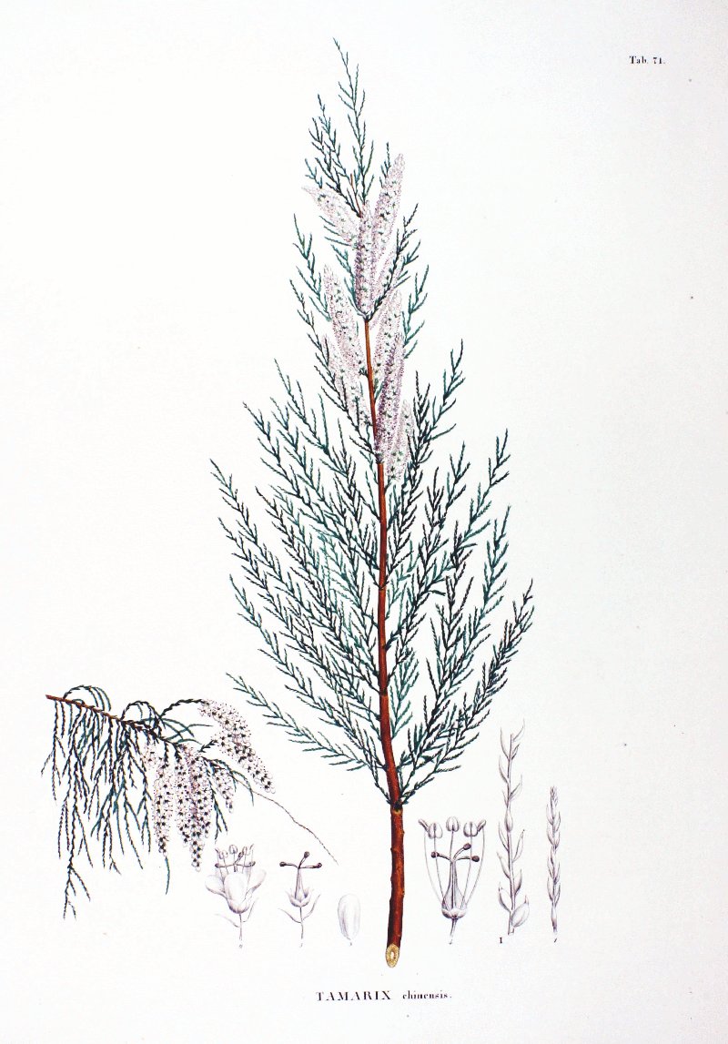 Five-Stamen Tamarisk photo 7