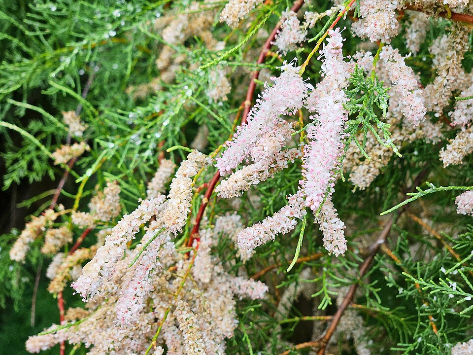 French Tamarisk photo 6