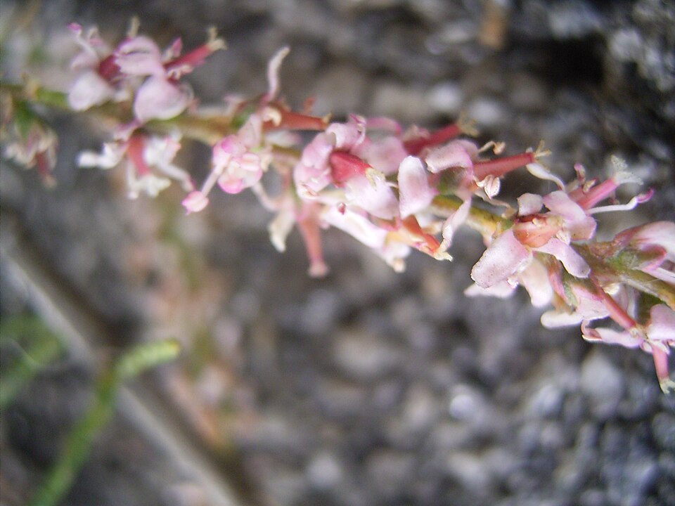 French Tamarisk photo 7