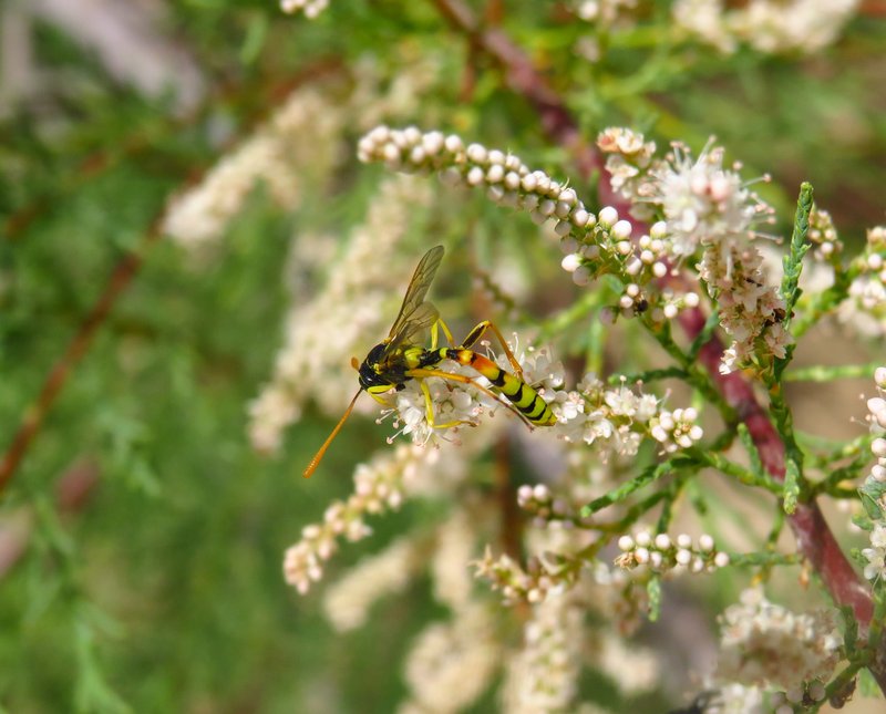 French Tamarisk photo 8