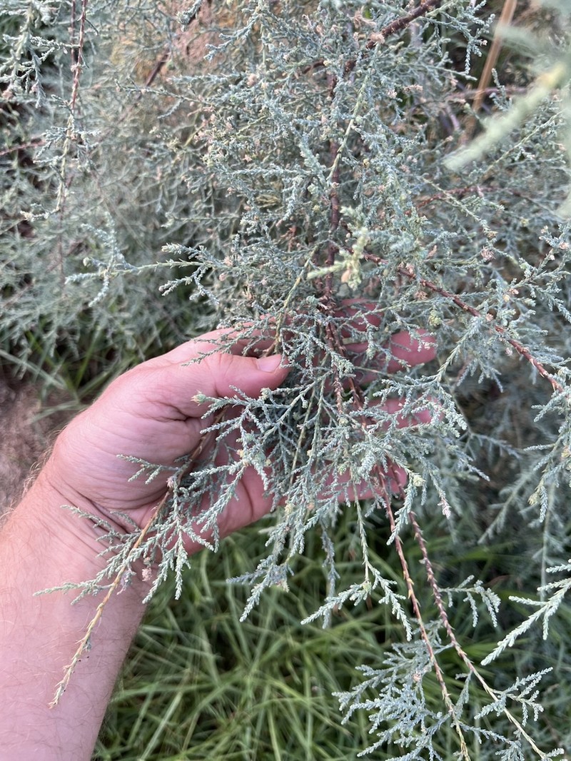 Tamarix minoa