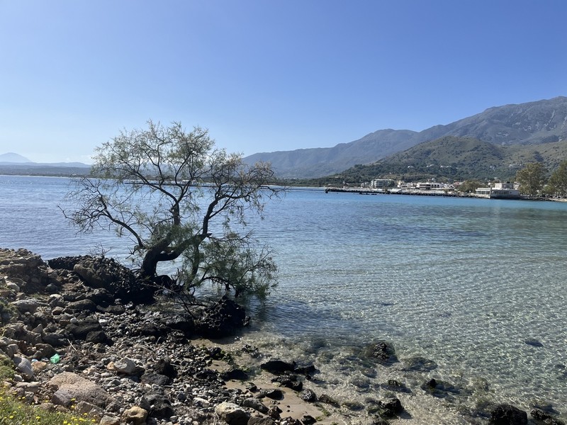 Tamarix minoa photo 5