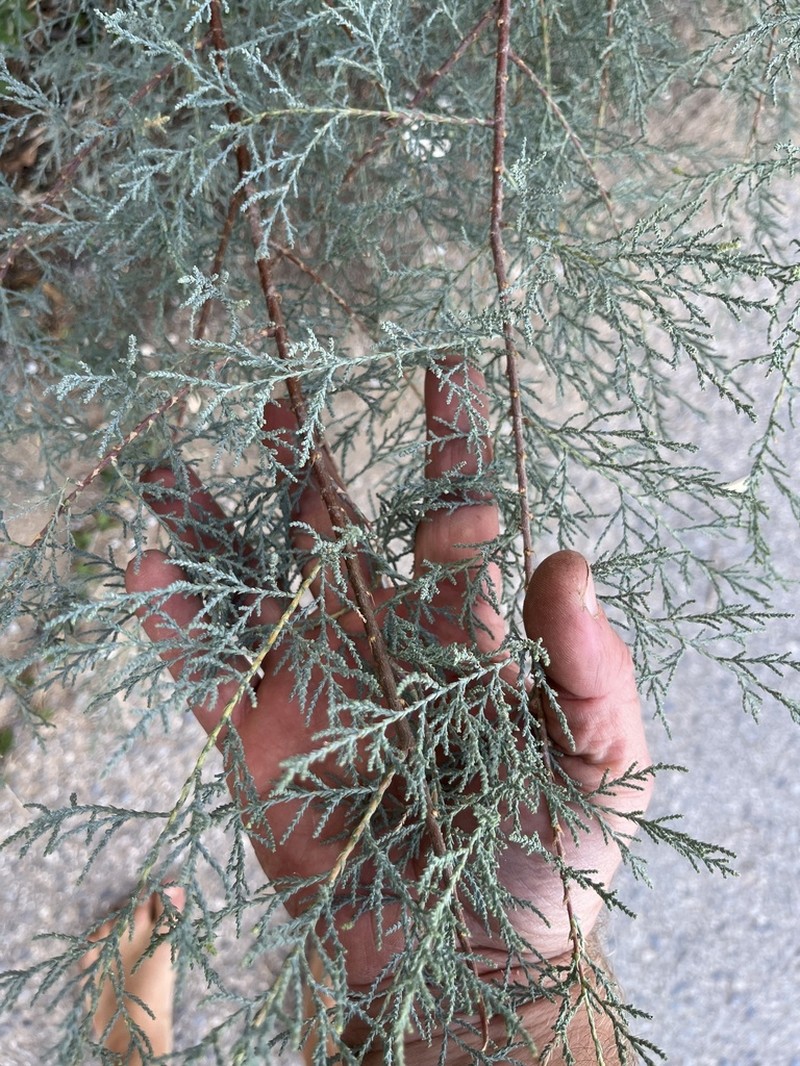 Tamarix minoa photo 6