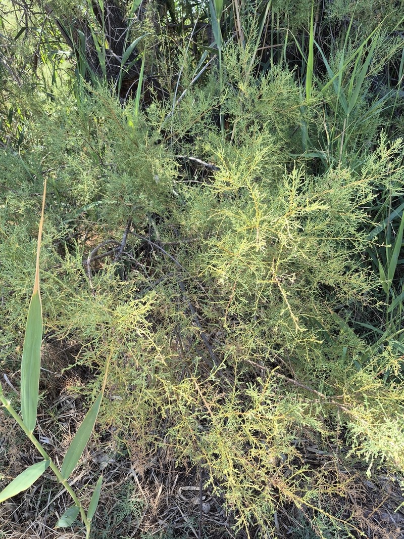 Tamarix minoa photo 8