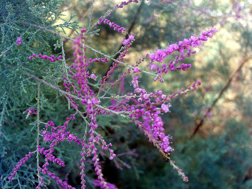 Smallflower Tamarisk
