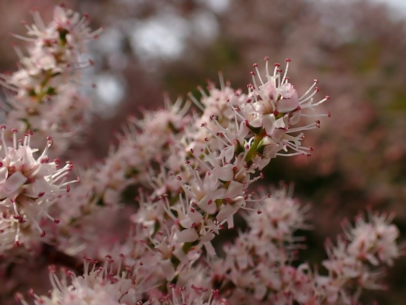 Smallflower Tamarisk photo 5