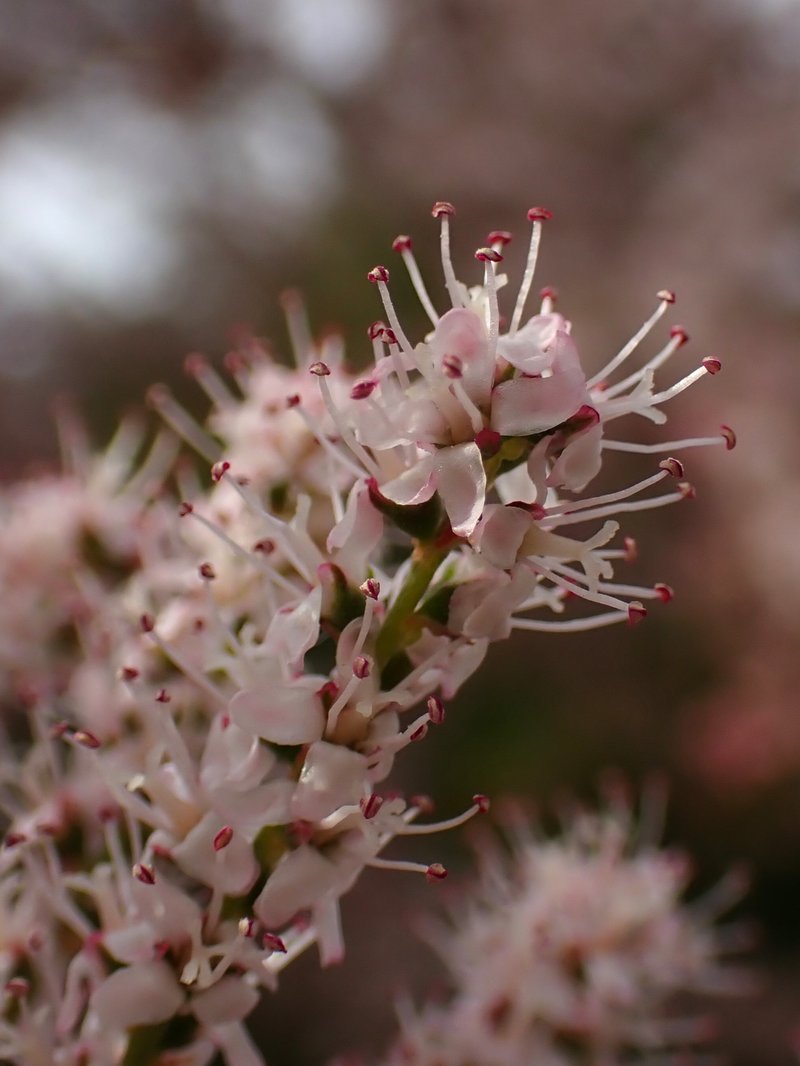 Smallflower Tamarisk photo 6