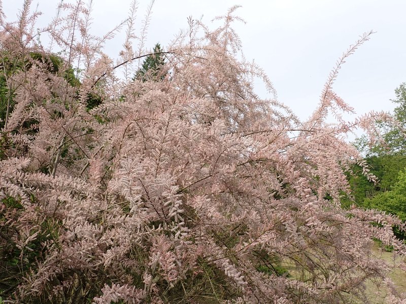Smallflower Tamarisk photo 7