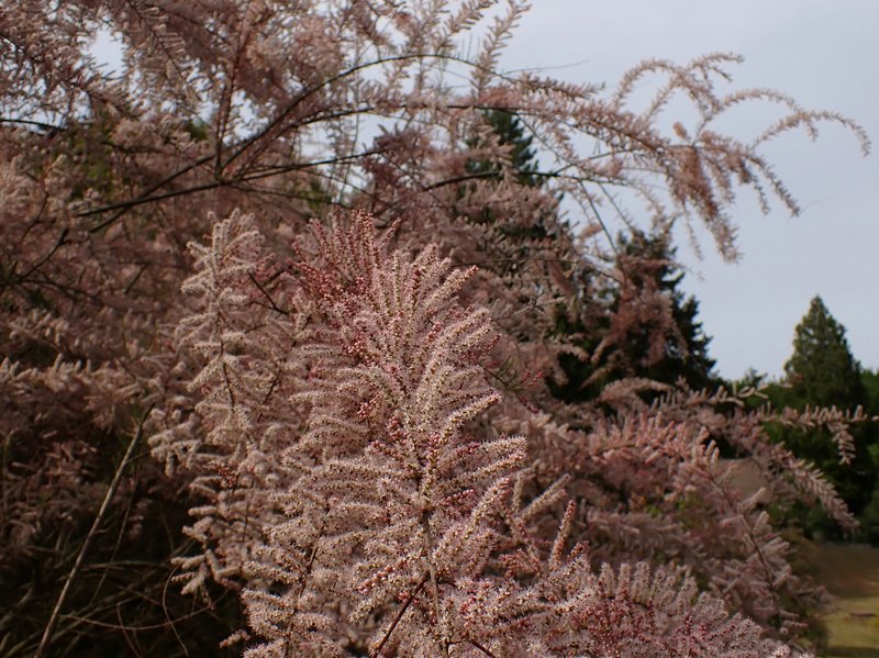 Smallflower Tamarisk photo 8