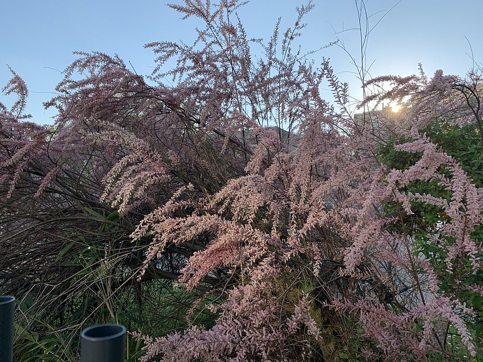 Saltcedar photo 4