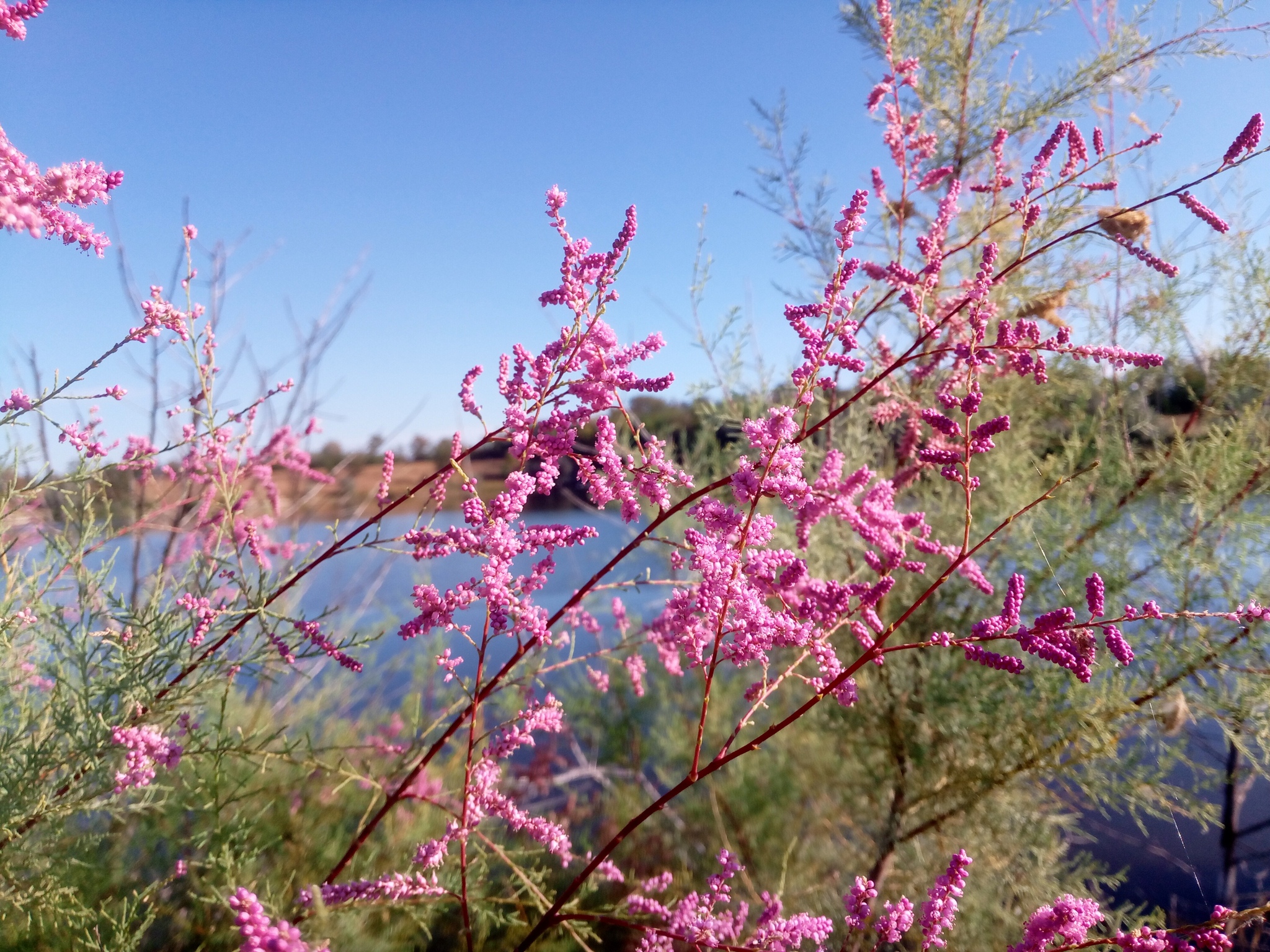 Saltcedar photo 5