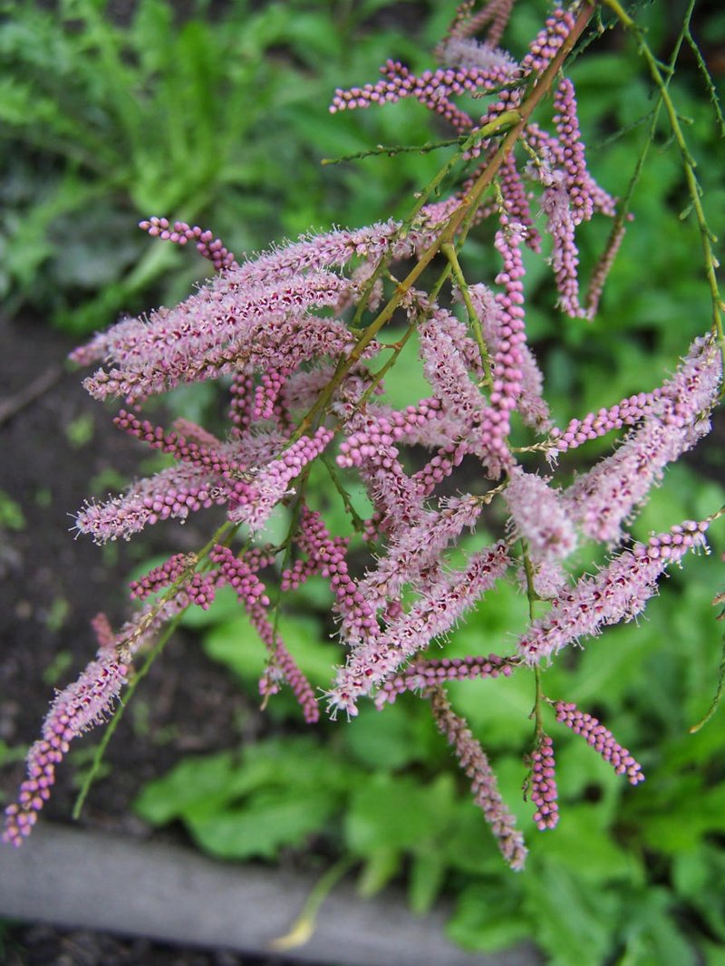 Saltcedar photo 6
