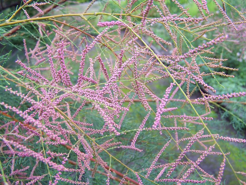 Saltcedar photo 7
