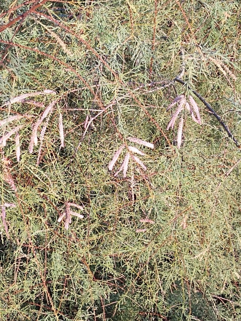 Saltcedar photo 8