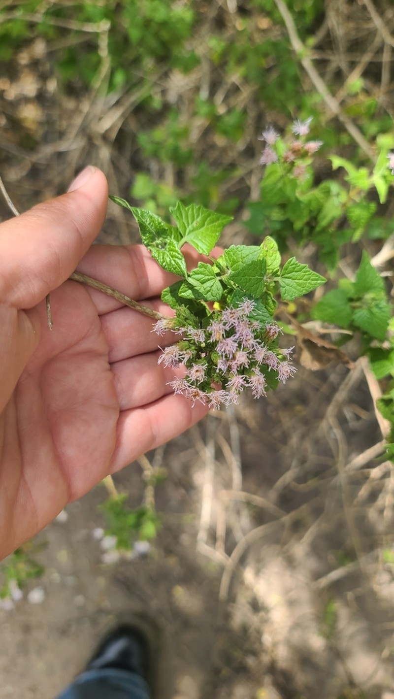 Blue Boneset