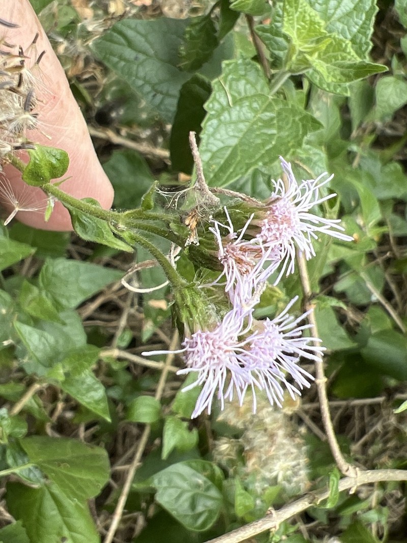 Blue Boneset photo 2