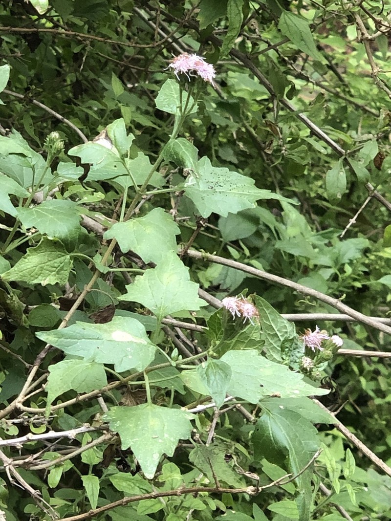 Blue Boneset photo 3