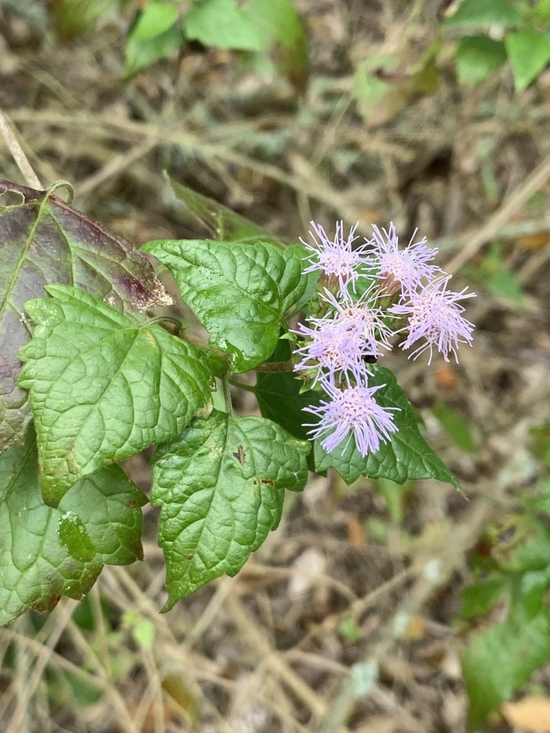 Blue Boneset photo 4
