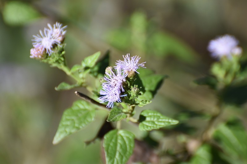 Blue Boneset photo 5
