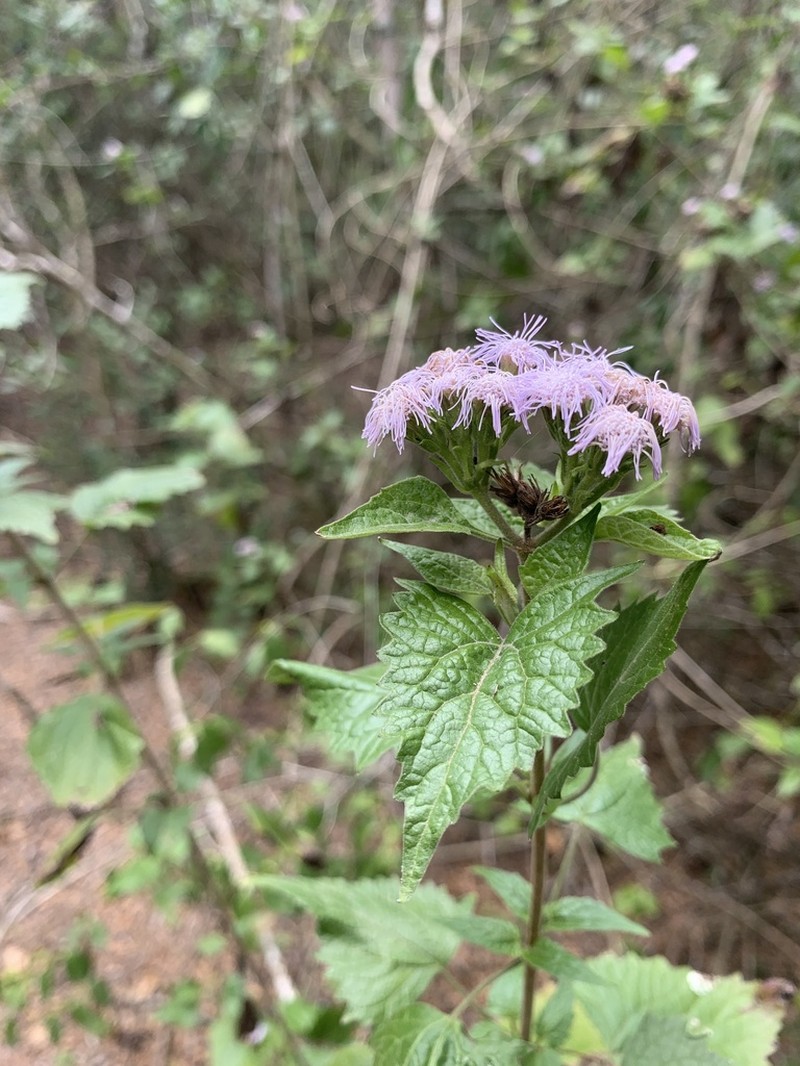 Blue Boneset photo 6