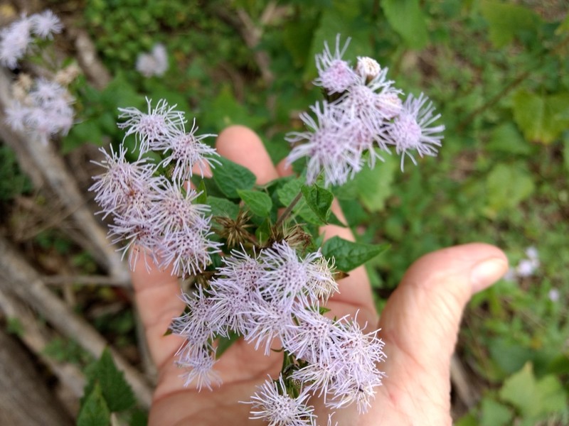 Blue Boneset photo 7