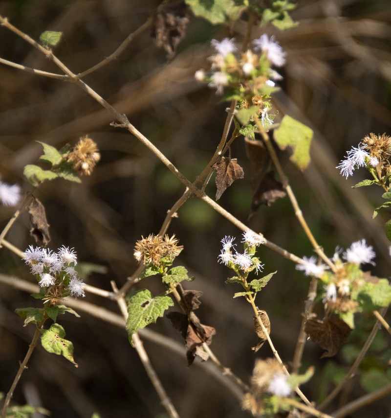 Blue Boneset photo 8