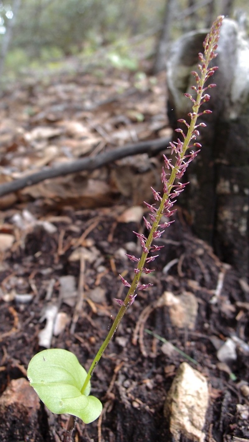 Cochise Adder's-Mouth Orchid