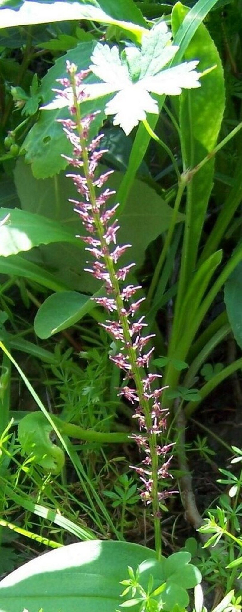 Cochise Adder's-Mouth Orchid photo 2
