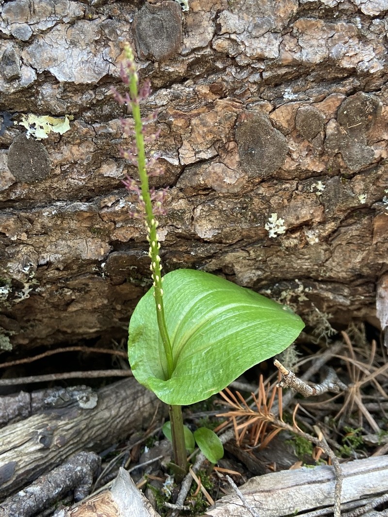 Cochise Adder's-Mouth Orchid photo 3