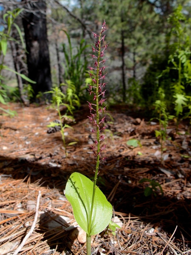 Cochise Adder's-Mouth Orchid photo 4