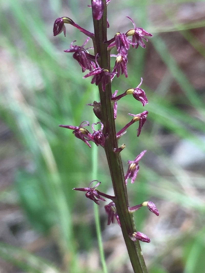 Cochise Adder's-Mouth Orchid photo 5