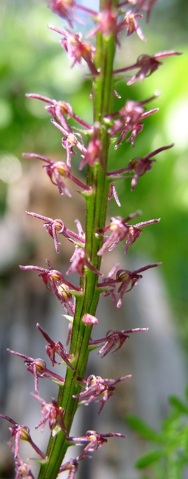 Cochise Adder's-Mouth Orchid photo 6