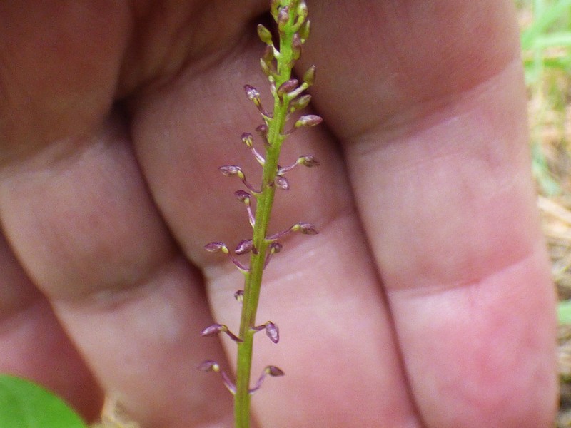 Cochise Adder's-Mouth Orchid photo 7
