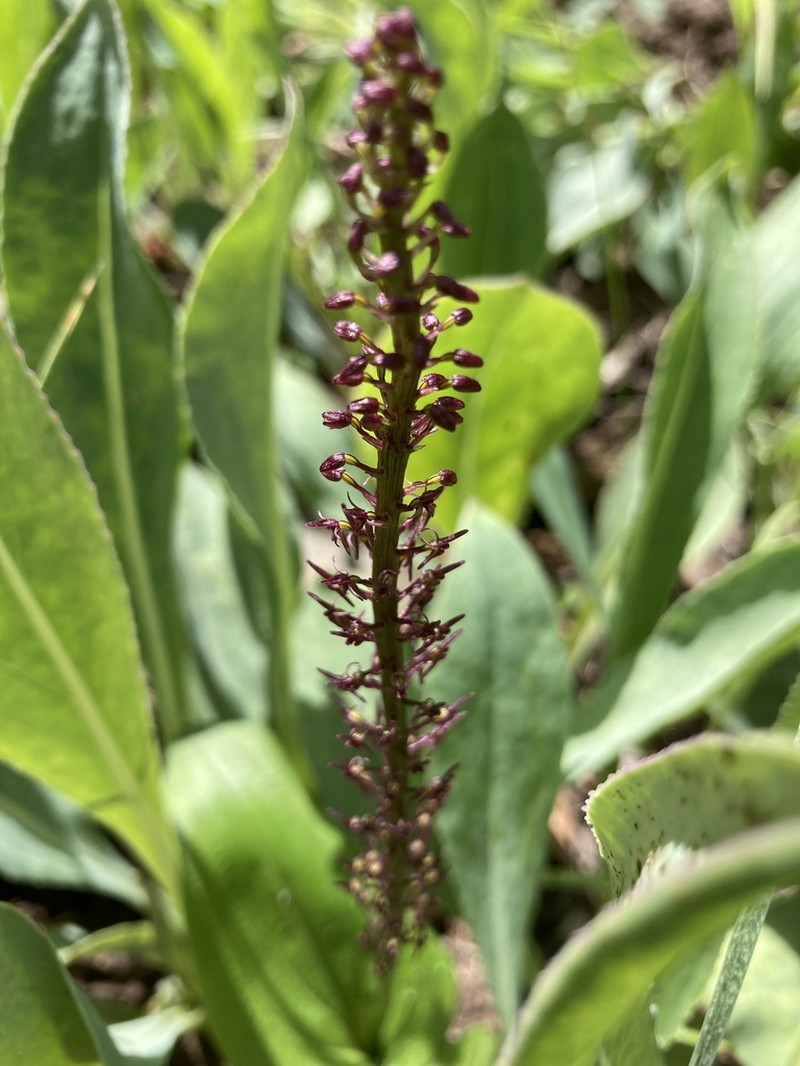 Cochise Adder's-Mouth Orchid photo 8
