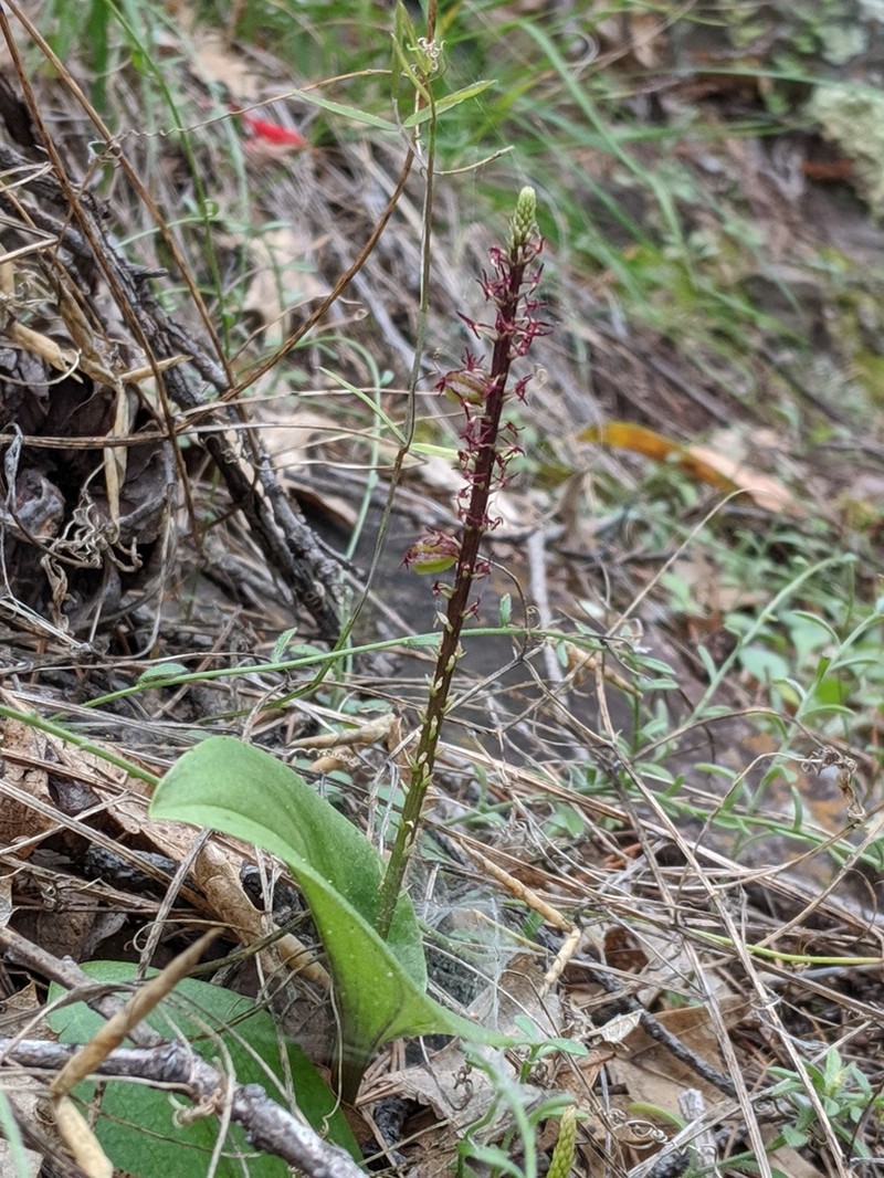 Wendt's Adder's-Mouth Orchid