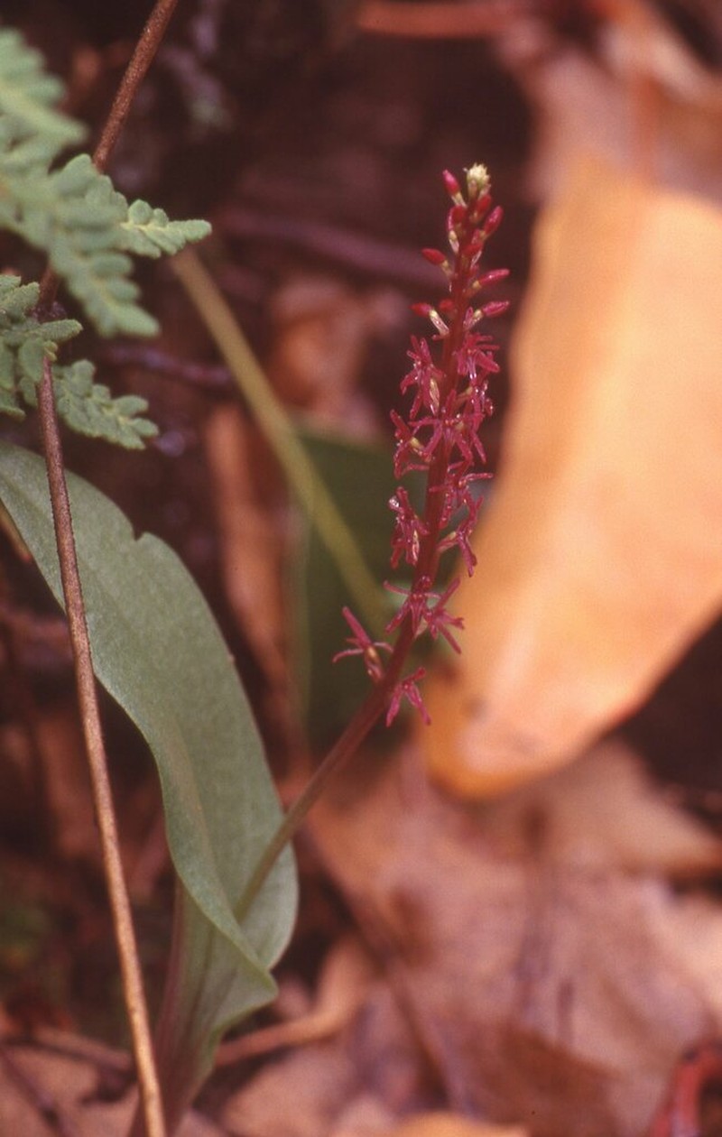 Wendt's Adder's-Mouth Orchid photo 2