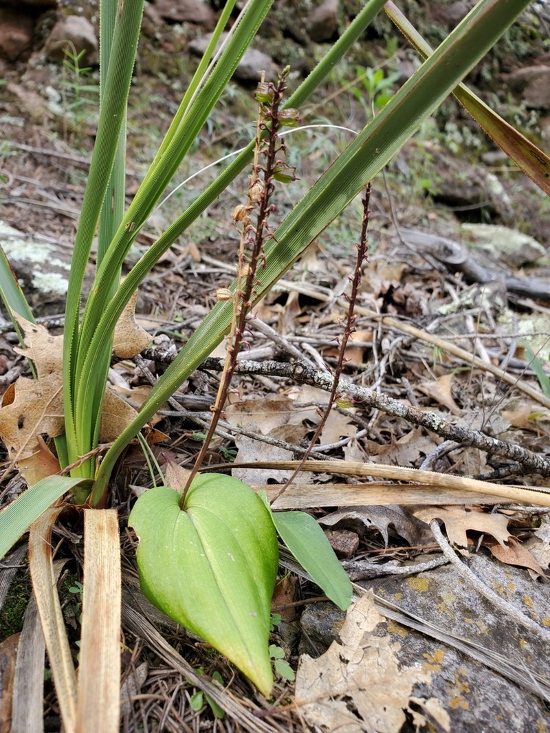 Wendt's Adder's-Mouth Orchid photo 3