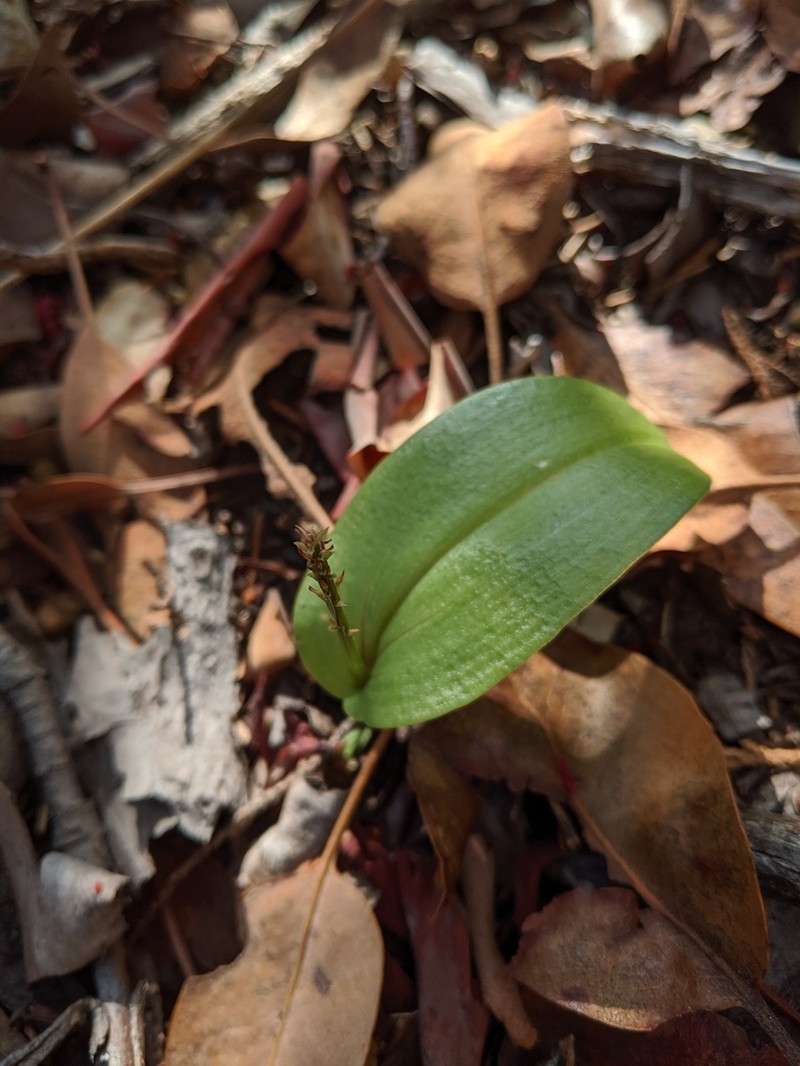 Wendt's Adder's-Mouth Orchid photo 4