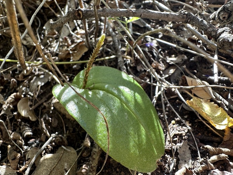 Wendt's Adder's-Mouth Orchid photo 5