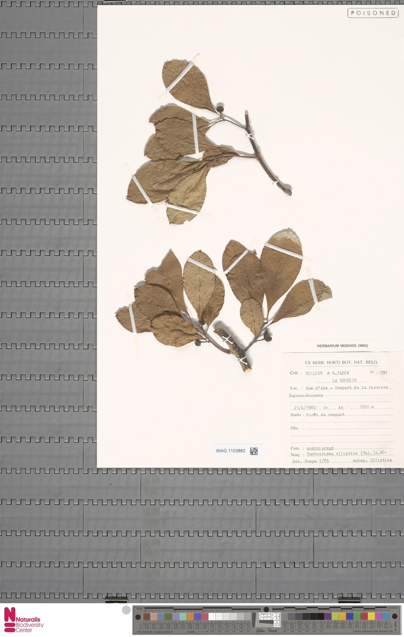 Tambourissa elliptica subsp. elliptica