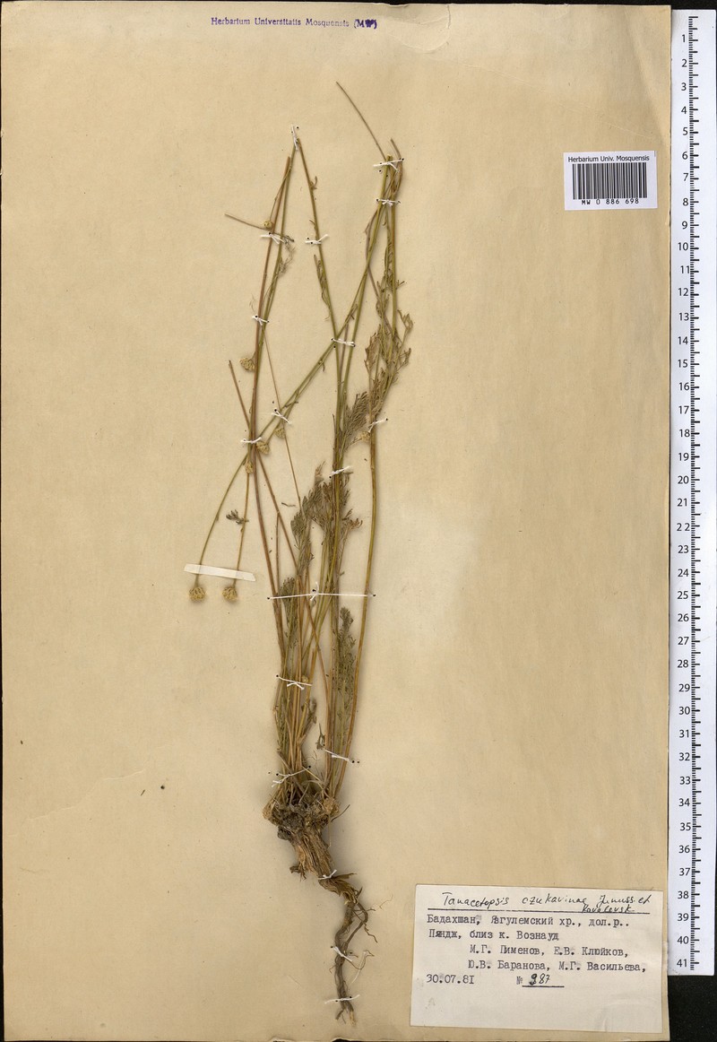 Tanacetopsis czukavinae photo 2