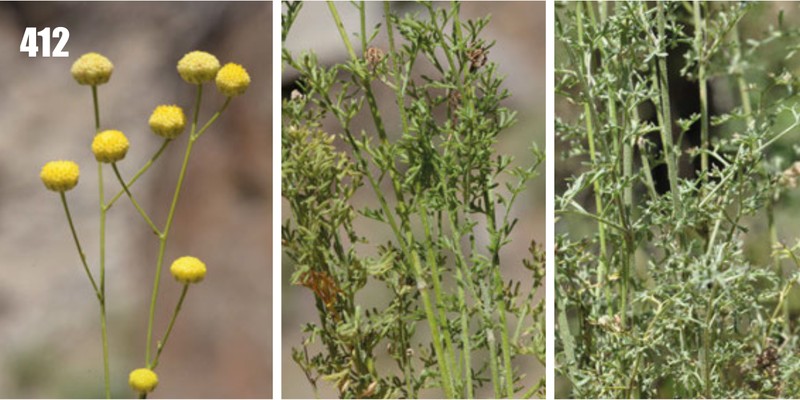 Tanacetopsis czukavinae