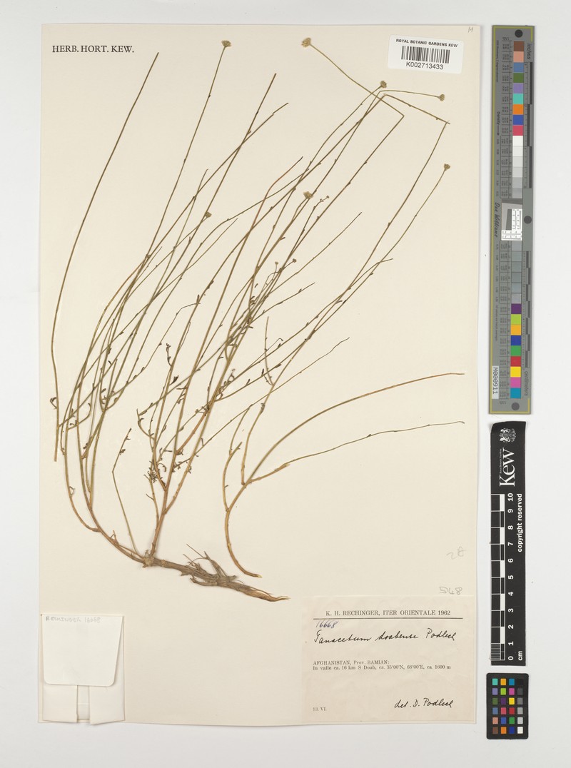 Tanacetopsis doabensis