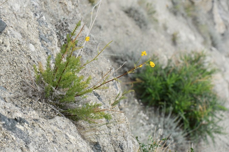 Tanacetopsis eriobasis