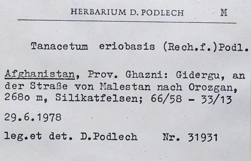 Tanacetopsis eriobasis photo 2