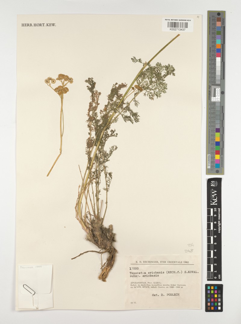 Tanacetopsis eriobasis photo 3