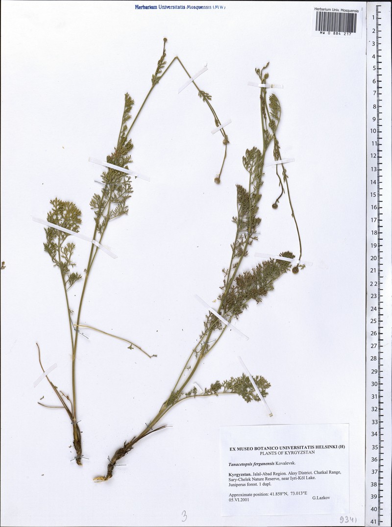 Tanacetopsis ferganensis