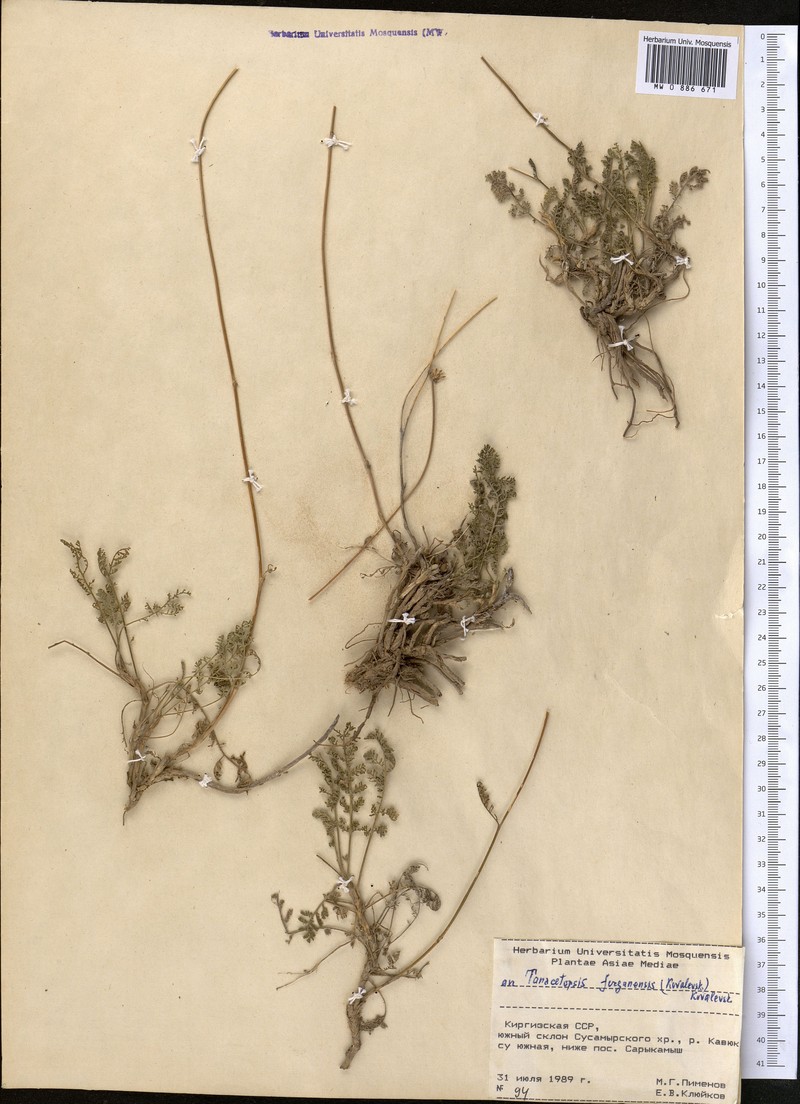 Tanacetopsis ferganensis photo 2